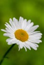 A close up of a Daisy or Chamomille flower in the morning with the water drops of the dew still on the petals. The drops give nice Royalty Free Stock Photo