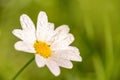 Close up of a daisy with dew drops green background, spring concept