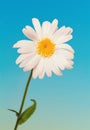 Daisy flower against blue sky Royalty Free Stock Photo