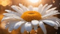 close up of daisy flower a golden abstract background with a white daisy flower and water drops background is blurred Royalty Free Stock Photo