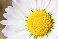 close up daisy flower pistils