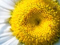 Close-up of a daisy flower showcasing its vibrant yellow center Royalty Free Stock Photo