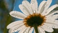 Close up of daisy flower wth water drops on blurred natural field and sky background. Creative. Falling summer rain on a Royalty Free Stock Photo