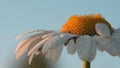 Close up of daisy flower wth water drops on blurred sky background. Creative. Yellow blossoming flower with white petals Royalty Free Stock Photo