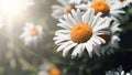 Close-up of daisy flowers in the gentle rays of the warm sun in the garden. Summer, spring concepts. Beautiful nature background Royalty Free Stock Photo