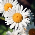 Close-up of daisy flowers in the gentle rays of the warm sun in the garden. Summer, spring concepts. Beautiful nature background Royalty Free Stock Photo