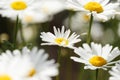 Close-up of daisy flowers in the gentle rays of the warm sun in the garden. Summer, spring concepts. Beautiful nature background Royalty Free Stock Photo