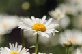 Close-up of daisy flowers in the gentle rays of the warm sun in the garden. Summer, spring concepts. Beautiful nature background. Royalty Free Stock Photo