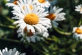 Close-up of daisy flowers in the gentle rays of the warm sun in the garden. Summer, spring concepts Royalty Free Stock Photo