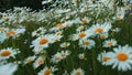 Close up of daisy flowers in a meadow, botanical or summer concept. Creative. Field of flowers in the green meadow. Royalty Free Stock Photo