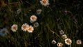 Close up of daisy flowers in a meadow, botanical or summer concept. Creative. Field of flowers in the green meadow. Royalty Free Stock Photo