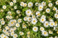 Close up of daisy flowers on a summer day from overhead Royalty Free Stock Photo