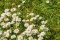 Close up of daisy flowers on a summer day from overhead Royalty Free Stock Photo