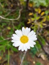 Close up of a daisy with green and brown background Royalty Free Stock Photo