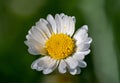 Daisy isolated on green background