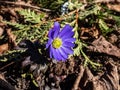 Close-up of the daisy-like flower the Balkan anemone, Grecian windflower or winter windflower (Anemone blanda or Anemonoides Royalty Free Stock Photo