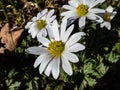 Close-up of the daisy-like flower the Balkan anemone, Grecian windflower or winter windflower (Anemone blanda) Royalty Free Stock Photo