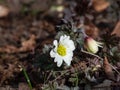 Close-up of the daisy-like flower the Balkan anemone, Grecian or winter windflower (Anemone blanda or Anemonoides Royalty Free Stock Photo