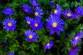 Blanda Blue Anemone Daisy