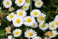 Close up from daisys Royalty Free Stock Photo