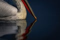 Close-up of Dalmatian pelican beak touching lake