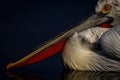 Close-up of Dalmatian pelican beak on water