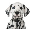 Close-up of a Dalmatian puppy with heterochromia