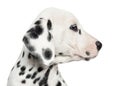 Close-up of a Dalmatian puppy's profile, isolated