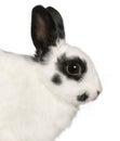 Close-up of Dalmatian rabbit, 2 months old