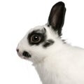 Close-up of Dalmatian rabbit, 2 months old Royalty Free Stock Photo