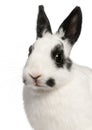 Close-up of Dalmatian rabbit, 2 months old Royalty Free Stock Photo