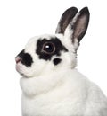 Close-up of Dalmatian Rabbit against white background