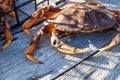 A close up of damage to the claw of a Dungeness crab in British Columbia