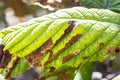 Close up damage to the leaves of the chestnut miner moth Cameraria ohridella. Royalty Free Stock Photo