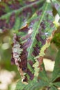 Close up damage to the leaves of the chestnut miner moth Cameraria ohridella. Royalty Free Stock Photo