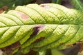 Close up damage to the leaves of the chestnut miner moth Cameraria ohridella. Royalty Free Stock Photo