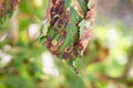 Close up damage to the leaves of the chestnut miner moth Cameraria ohridella. Royalty Free Stock Photo