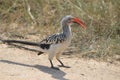 Close-up of Damara hornbill on ground, Namibia Royalty Free Stock Photo