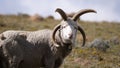 Close up from Damara sheep Royalty Free Stock Photo