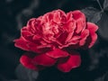 Close up of Damask Rose flower on darky background