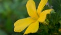 Close up of Damiana or Turnera ulmifolia flower