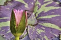 Close-up of a damsel fly resting on a pink waterlily bloom. Royalty Free Stock Photo