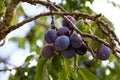 Damson plums still hanging from the tree Royalty Free Stock Photo