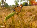 Close Up of Danaus chrysippus Butterfly.Plain Tiger butterfly sitting on the Grass Plants during springtime in its natural habitat Royalty Free Stock Photo