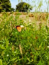 Close Up of Danaus chrysippus Butterfly.Plain Tiger butterfly sitting on the Grass Plants during springtime in its natural habitat