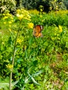 Close Up of Danaus chrysippus Butterfly.Plain Tiger butterfly sitting on the Grass Plants during springtime in its natural habitat Royalty Free Stock Photo