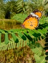 Close Up of Danaus chrysippus Butterfly.Plain Tiger butterfly.sitting on the Grass Plants during springtime. Butterfly.