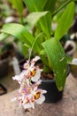 Close up of Dancing Lady orchid Oncidium Varicosum, Oncidium Goldiana. Royalty Free Stock Photo