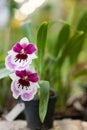 Close up of Dancing Lady orchid Oncidium Varicosum, Oncidium Goldiana. Royalty Free Stock Photo