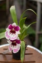 Close up of Dancing Lady orchid Oncidium Varicosum, Oncidium Goldiana.